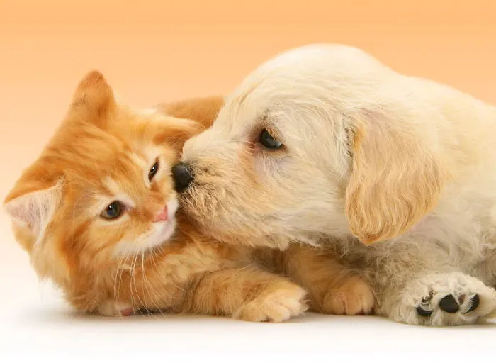 Kitten And Puppy
