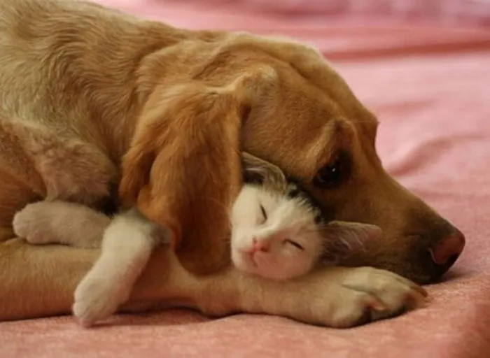 Dog And Cat