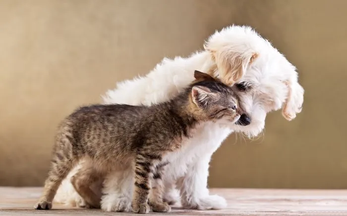 Kitty And Puppy