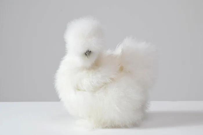 White Silkie (bantam) Hen