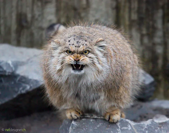 Pallas Cat