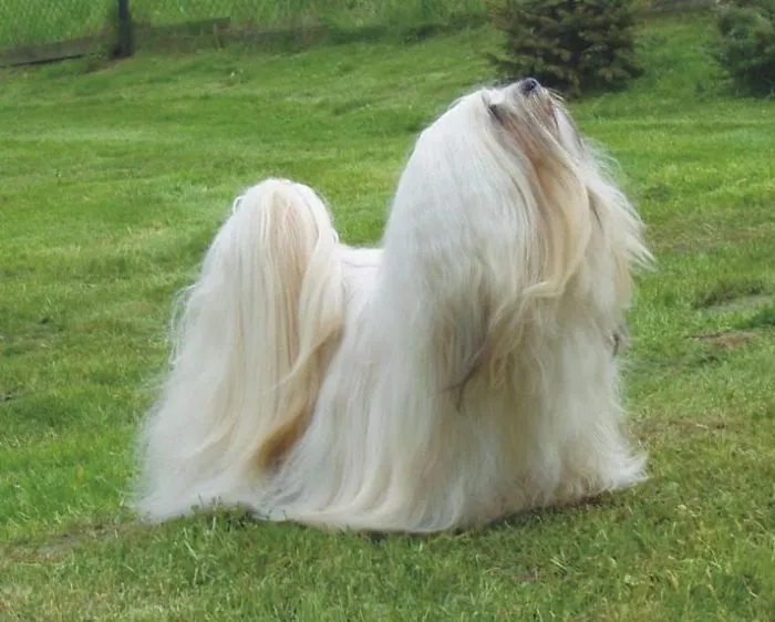 Lhasa Apso