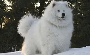 84 Animals With Majestic Hair