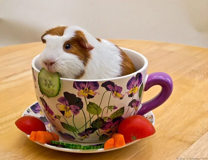 70 Cups Full Of Cuteness