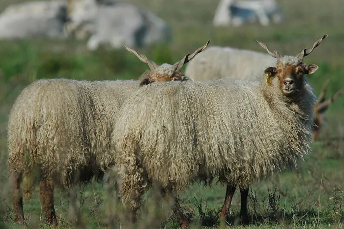 Beautiful Hungarian "racka" Sheep From Hortobágy