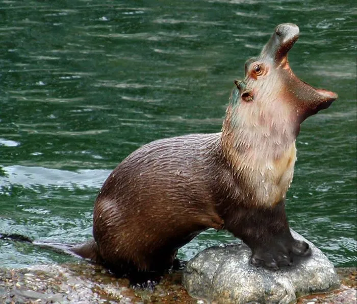 Hippotter