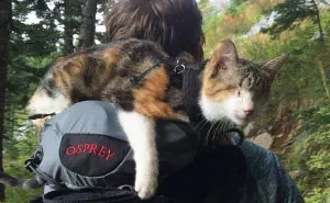 Meet Honey Bee, Our Rescued Blind Cat Who Loves Hiking With Us