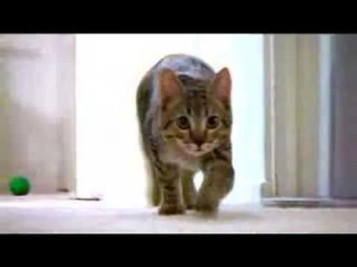 Sparta, The Mean Kitty