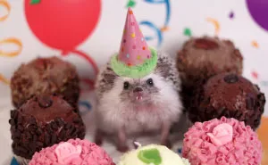The Adventures Of Humphrey J Hedgehog