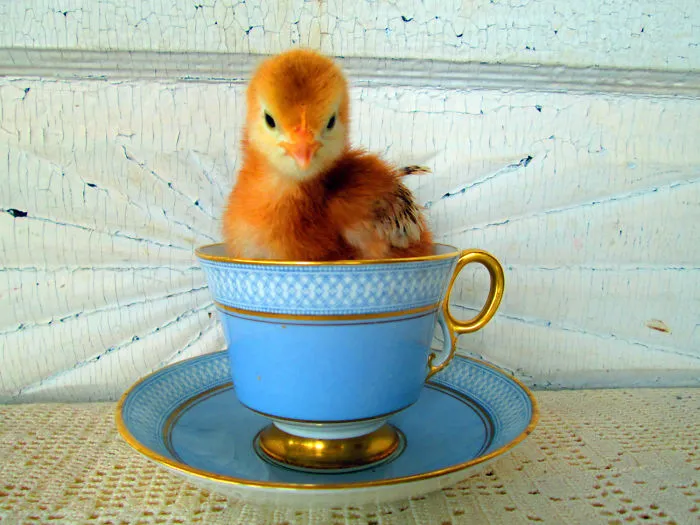 70 Cups Full Of Cuteness