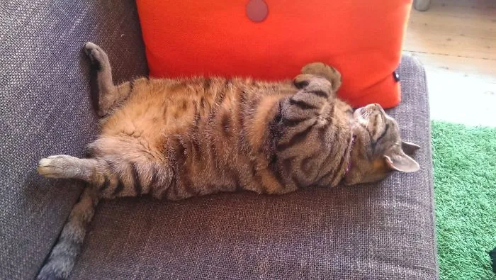 Tyk Kat