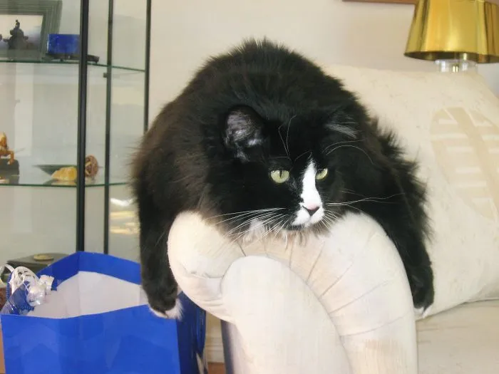 Mittens, The Rescued Couch Cat.
