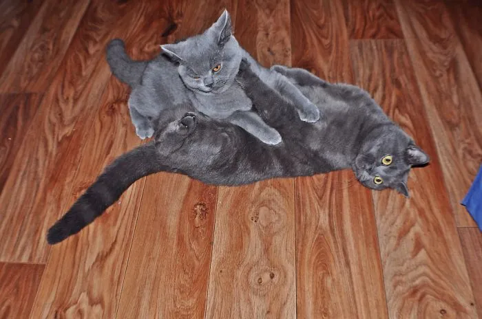 Junipurr & Boysenberry, Are 2 Chubby Brothers That Spend Their Day Tumbling And Sleeping.