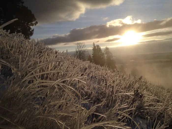 Frozen Grass