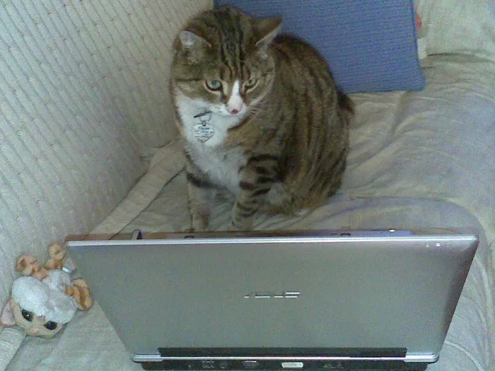 Chester Cat, I'm A Cat-blogger. Http://loveandlifebychesterthecat.wordpress.com