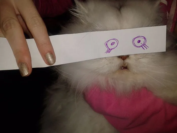 Cat Owners In Japan Are Giving Their Cats Funny Anime Eyes