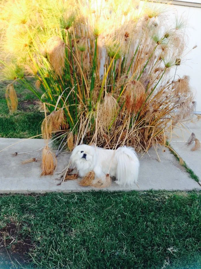 William, Pekingese Dog