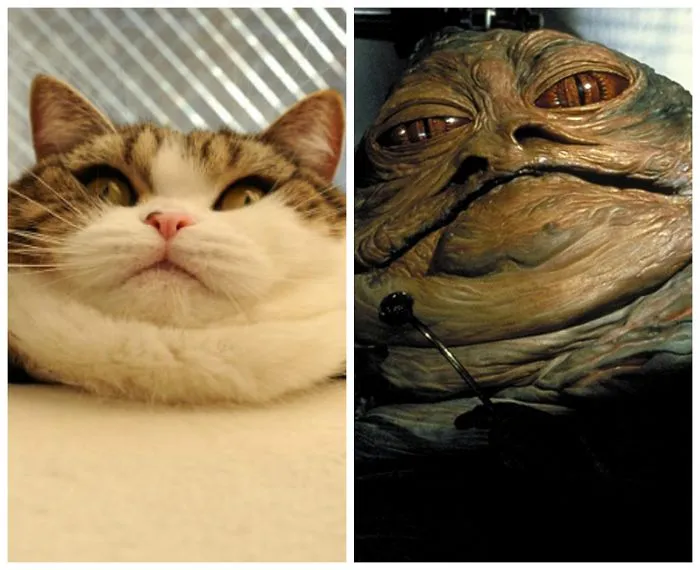 Jabbacat