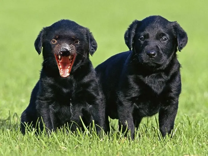 Tasmanian Labradors