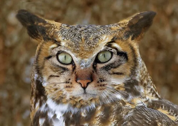 Catowl (luk Swerts)