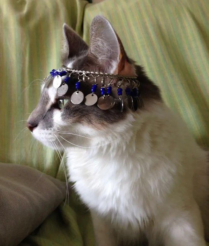 Tika The Evil Cat