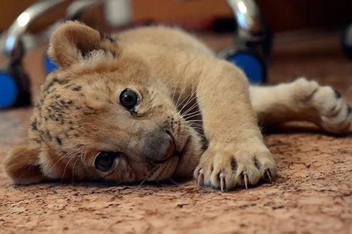 Ligers: A Beginners Guide