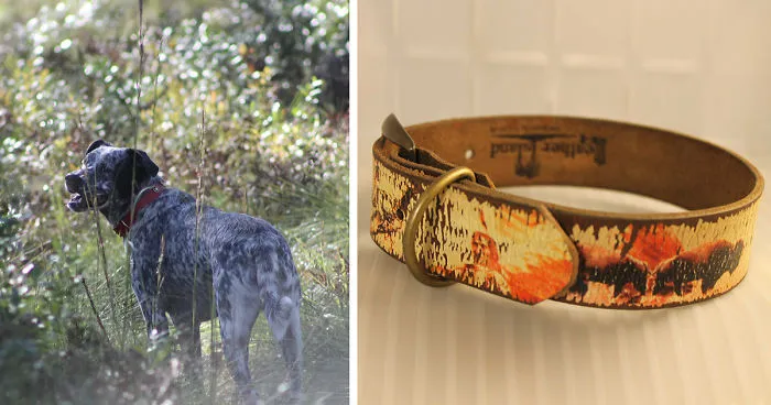 Lucky Dog Upcycle: My Rescue Dog Inspired Me To Create Dog Collars Out Of Old Belts