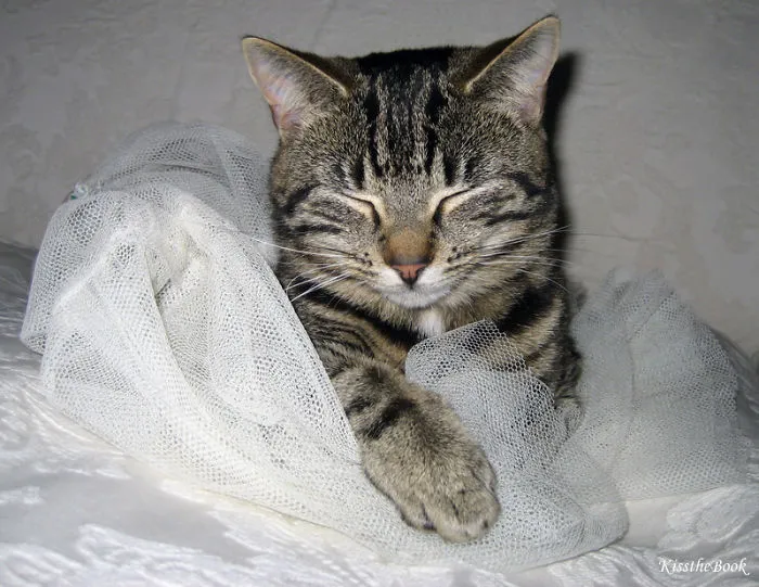 Malicat- Dreaming Of A White Wedding