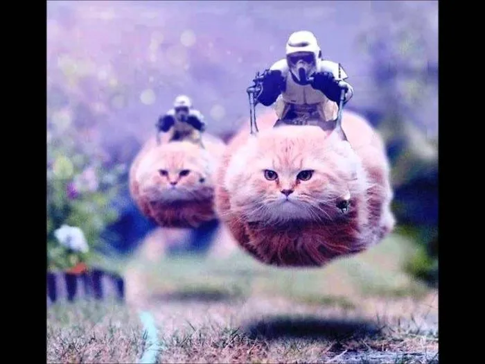 Hover Cat