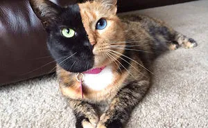 114 Of The Most Famous Cats On The Internet