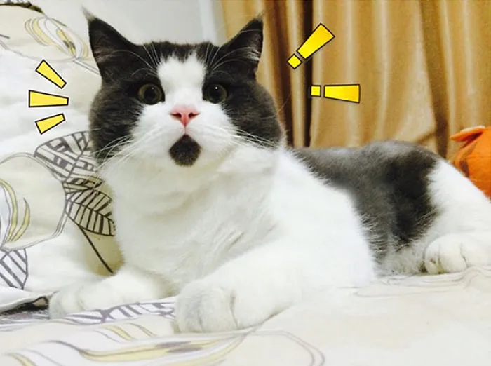 Banye, The Omg Cat
