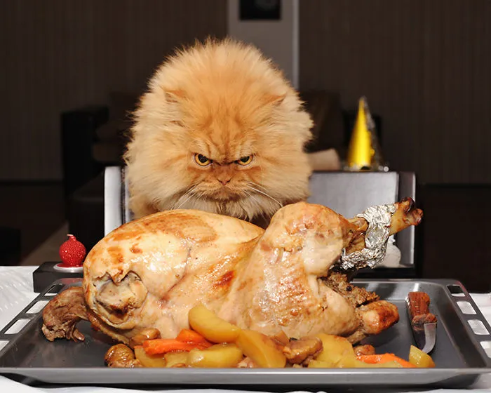 Garfi, The World’s Angriest Cat