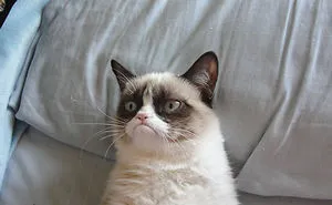 114 Of The Most Famous Cats On The Internet