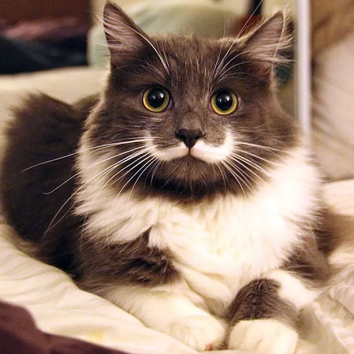 Hamilton The Hipster Cat