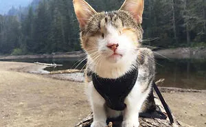 114 Of The Most Famous Cats On The Internet