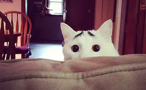 114 Of The Most Famous Cats On The Internet