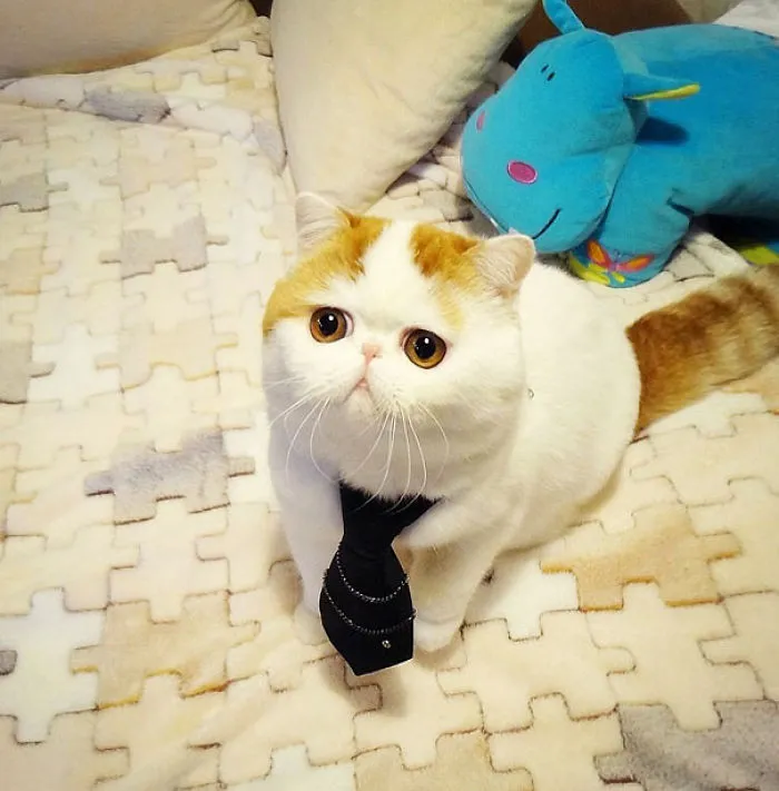 Snoopy, The Cutest Cat Ever