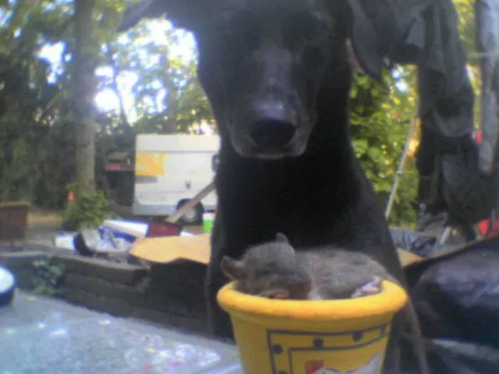 70 Cups Full Of Cuteness