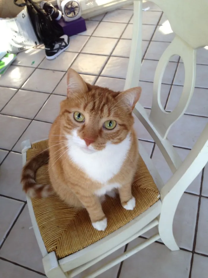 Mylo The Cat