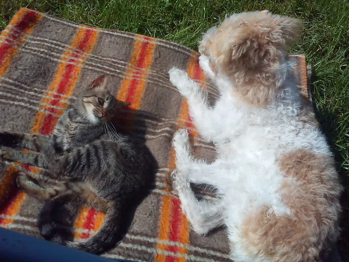 Rozi The Foxterrier And Mici The Cat - Mission Impossible