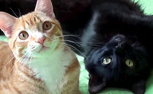 114 Of The Most Famous Cats On The Internet