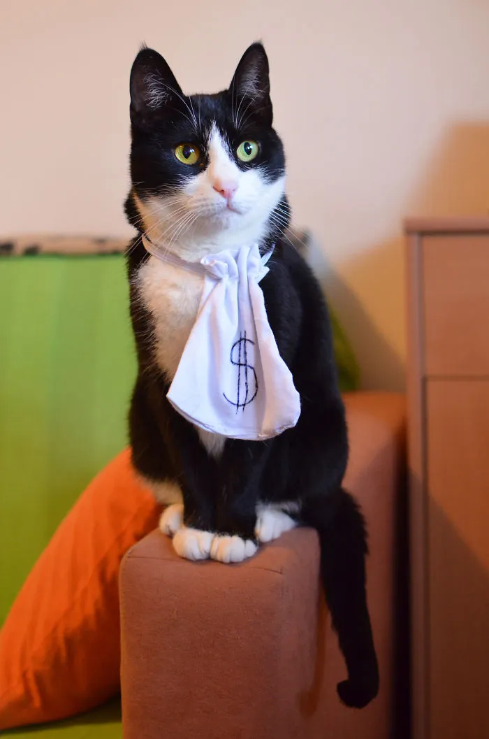 Phoebe The Burglar Cat