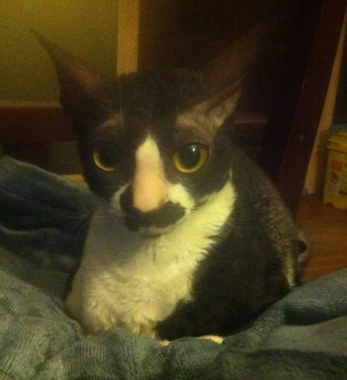 Groucho Meowx