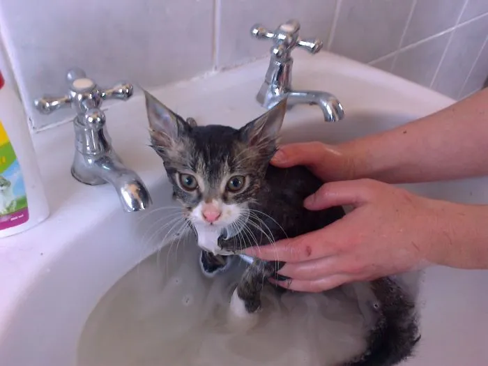 Water Baby