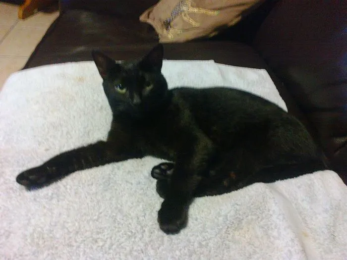 Evile Cat