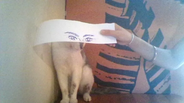 Cat Owners In Japan Are Giving Their Cats Funny Anime Eyes