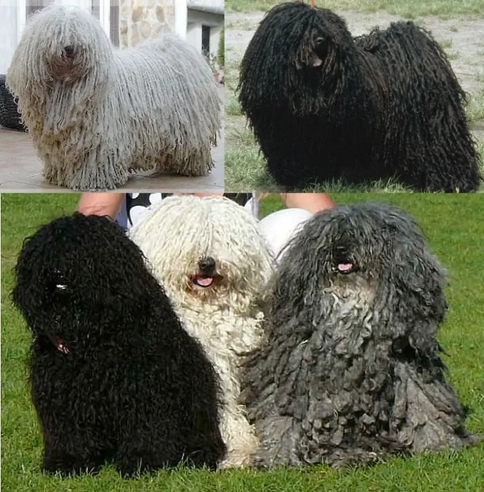 Puli From Hungary :)