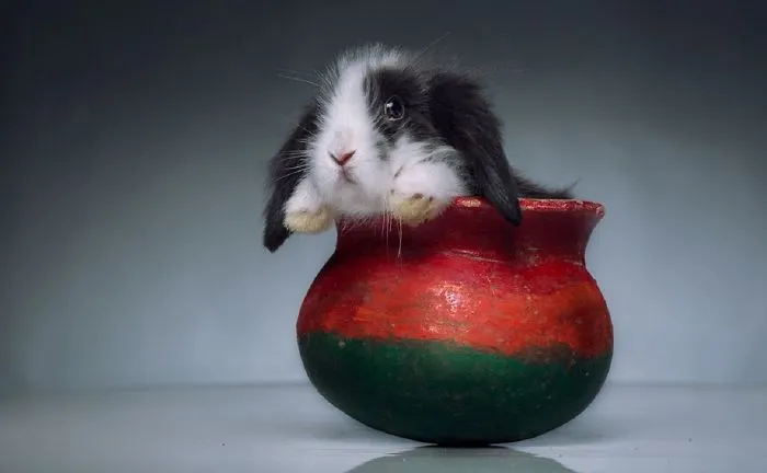 70 Cups Full Of Cuteness