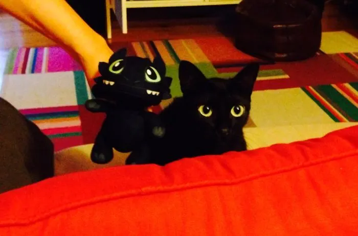 Rita The Cat Vs Toothless The Dragon.