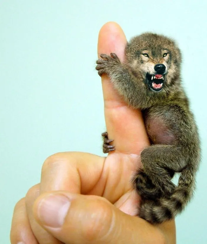 Ferocious Pygmy Marmowolf